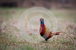 Male Pheasant (Phasianus colchicus) On a meadow in spring photo