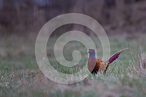 Male Pheasant (Phasianus colchicus) On a meadow in spring photo