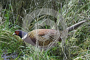 Male Pheasant - Phasianus Colchicus - In The Scrub