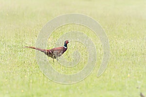 Male pheasant (Phasianus colchicus) walking through grassland