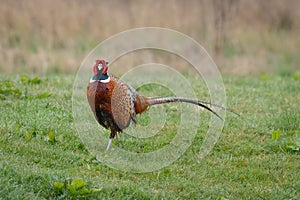 Male pheasant portrait facing camera