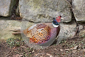 Male Pheasant, Ring necked Pheasant, Phasianus colchicus, England, UK