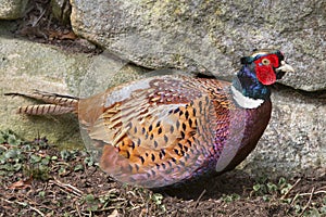 Male Pheasant, Ring necked Pheasant, Phasianus colchicus, England, UK