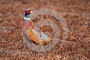 Male pheasant rooster in a freshly cut field