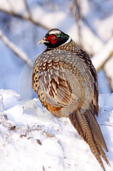 Male Pheasant on the snow. photo