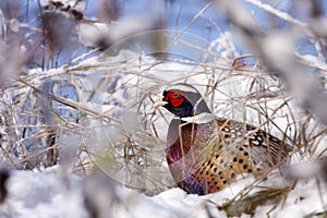 Male Pheasant in the snow. photo