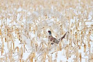 A Male Pheasant in a Snowy Cornfield - Nebraska