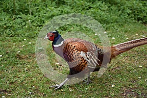 Male Pheasant Strutting his Stuff to Attract Females