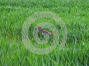 Male Pheasant Walks Through Grass