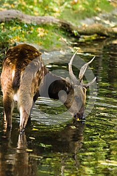 Male Philippine spotted deer drinking