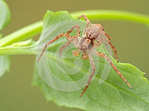 male Philodromus crab spider