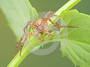 male Philodromus crab spider