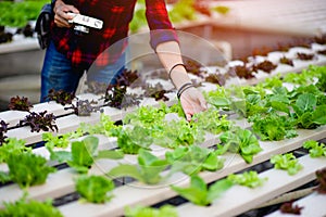 A male photographer is taking pictures in his salad garden and enjoying photography. Photography concept