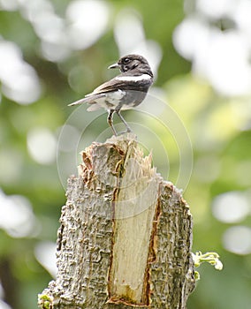 A male pied bushchat