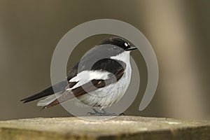 A male Pied Flycatcher Ficedula hypoleuca, perched on a tree stump.