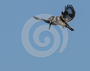 Male Pied Kingfisher on the wing looking for food.