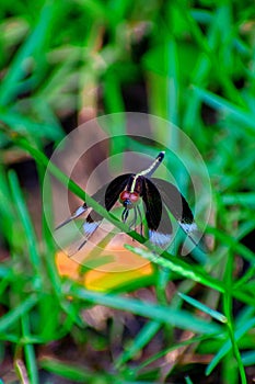 Male pied paddy skimmer against the green grass backdrop