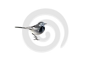 A male Pied Wagtail, Motacilla alba yarrellii, cutout. UK.