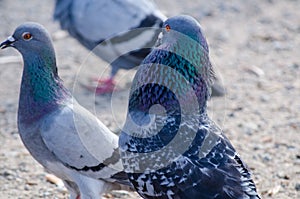 Male pigeon trying to flirt with female pigeon by showing its beautiful neck color.