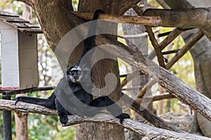 A male Pileated Gibbon has a purely black fur. photo