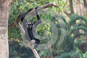A male Pileated Gibbon has a purely black fur. photo