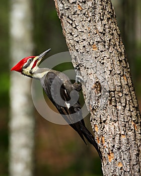 Male Pileated Woodpecker