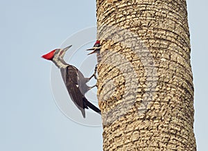 Male Pileated Woodpecker