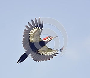 Male Pileated Woodpecker