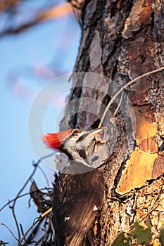 Male pileated woodpecker bird Dryocopus pileatus in a pine tree