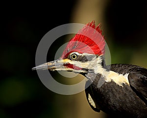 Male Pileated Woodpecker Closeup