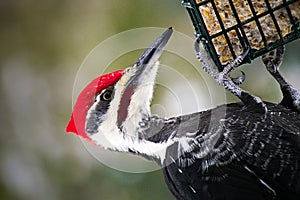 Male pileated woodpecker dryocopus pileatus danglingg on suet feeder