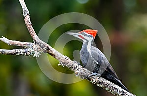 A male pileated woodpecker ` Dryocopus pileatus ` photo