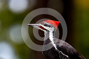 A male pileated woodpecker ` Dryocopus pileatus ` photo