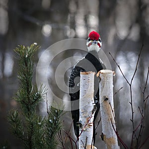 Male pileated woodpecker dryocopus pileatus perched on birch stump looking directly