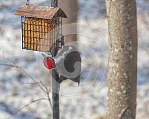 Male Pileated Woodpecker Feeding on Suet in the Snow