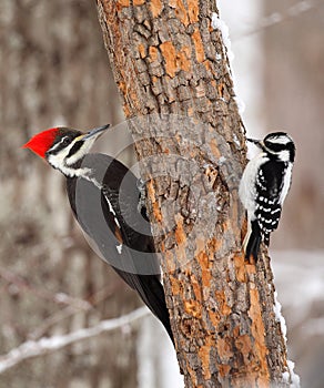 Male Pileated Woodpecker and Female Hairy Woodpecker