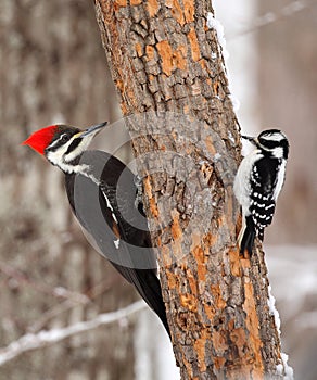 Male Pileated Woodpecker and Female Hairy Woodpecker photo