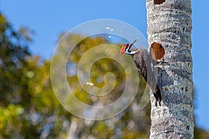 Male Pileated Woodpecker in Flamingo Campground Florida