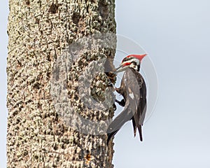 Male Pileated Woodpecker on Palm Tree