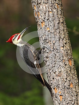 Male Pileated Woodpecker with protruding tongue