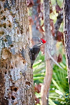 Male Pileated Woodpecker searching for insects at Skidaway Island State Park, GA