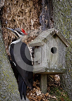 Male Pileated Woodpecker