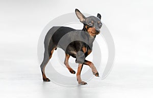 Male Pincher Toy Dog photo