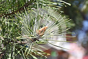 The male pine cone Tg jiu Romania 3