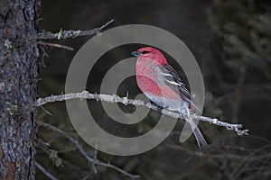 Male pine grosbeak