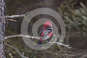 Male pine grosbeak