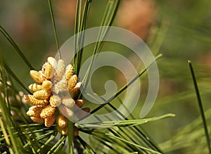 Pine Pollen Cone photo