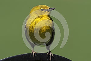 Male Pine Warbler (Dendroica Setophaga pinus)