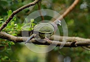 Male Pink-necked Green-Pigeon (Treron vernans)