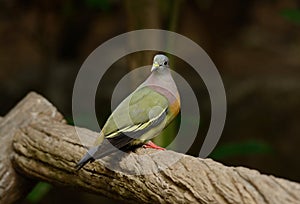 Male Pink-necked Green-Pigeon (Treron vernans)